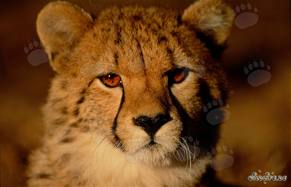 Jeune guépard dans la douce lumière du matin