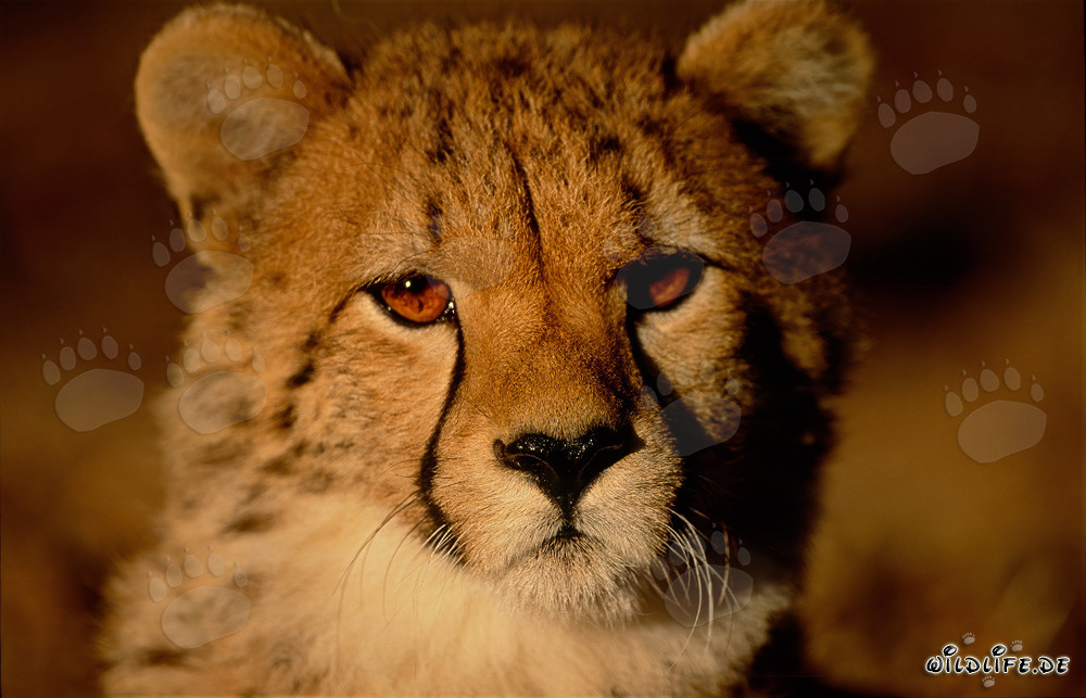 Jungtier Gepard im sanften Morgenlicht