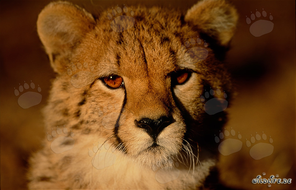 Young Cheetah in the soft morning light