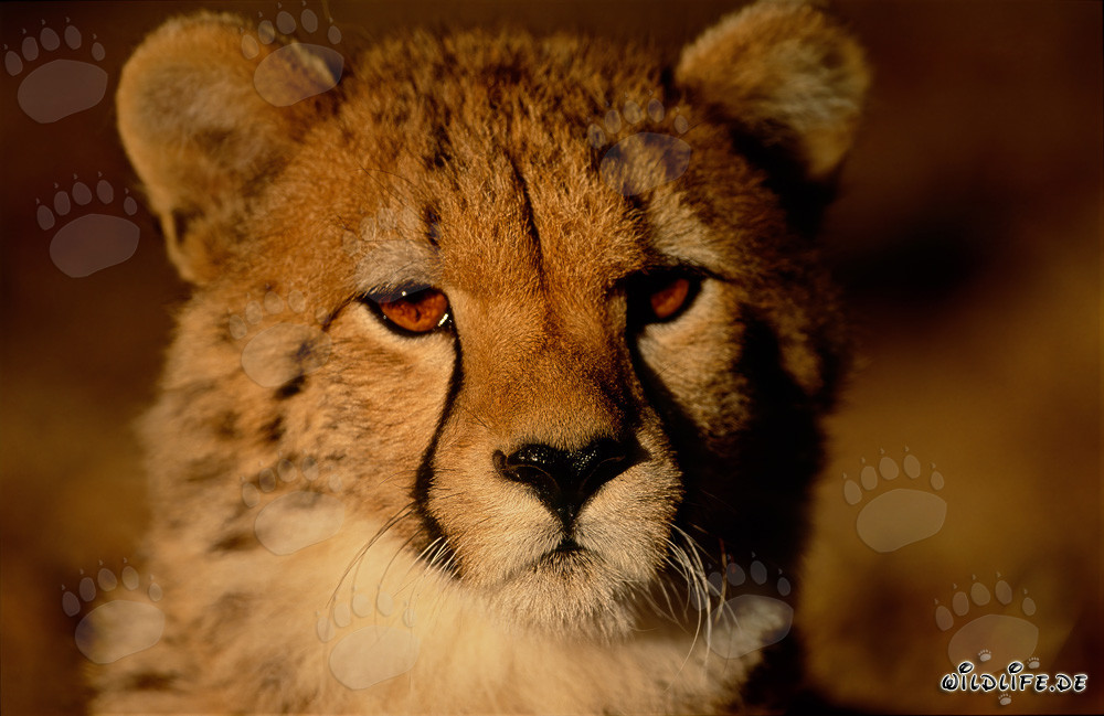 Cucciolo di ghepardo osserva il sorgere del sole nella savana