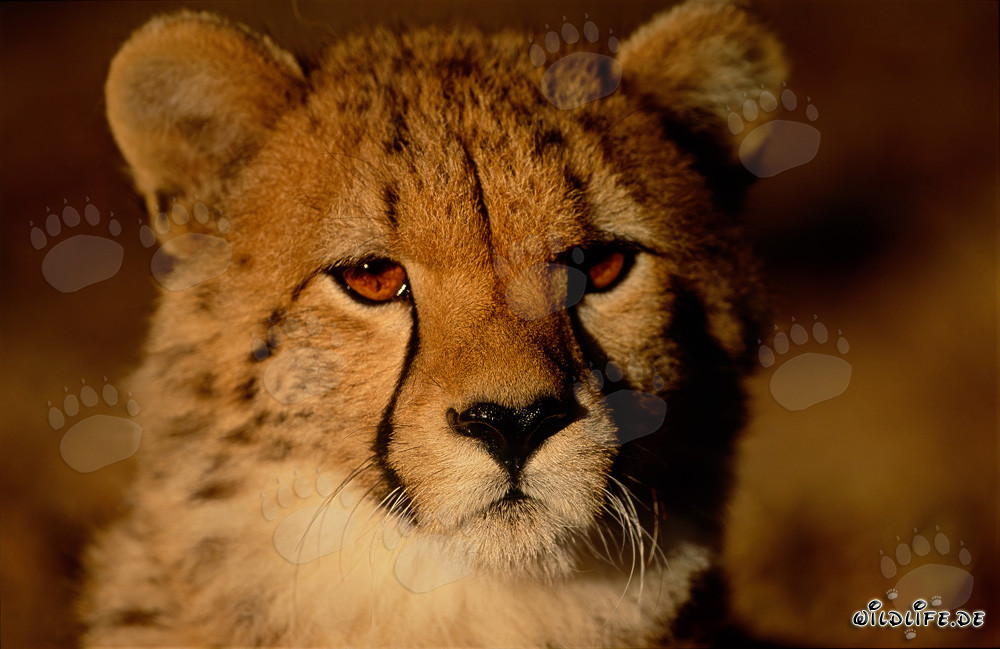 Jeune guépard observant le lever du soleil dans la savane