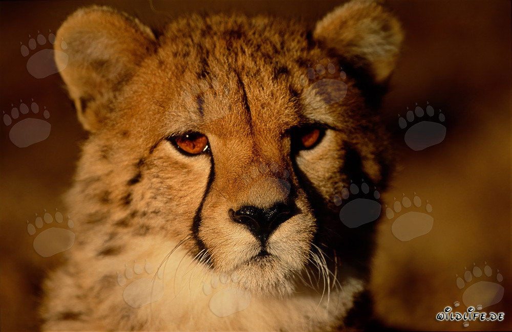 Young Cheetah watching the sunrise in the savannah