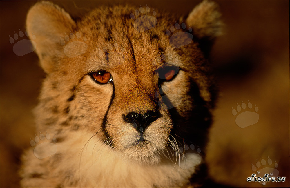 Jeune guépard fascinant au lever du soleil