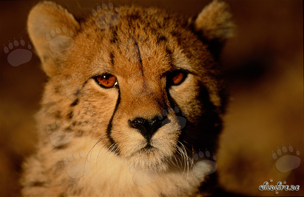 Faszinierender junger Gepard bei Sonnenaufgang