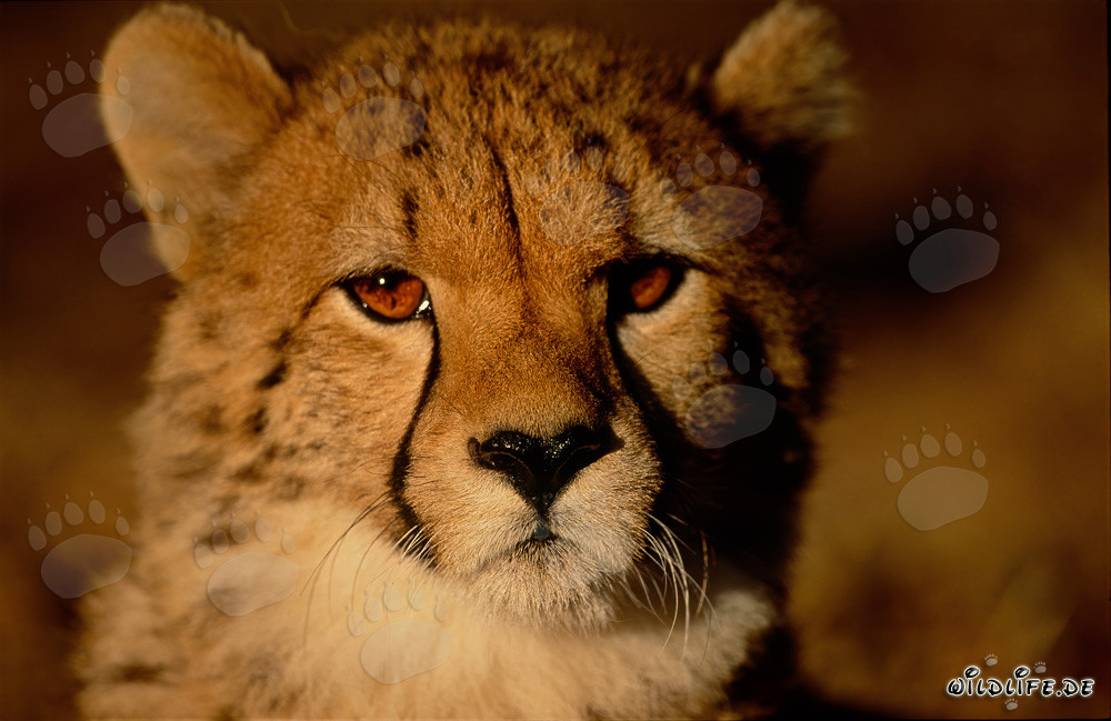 Fascinating young Cheetah at sunrise