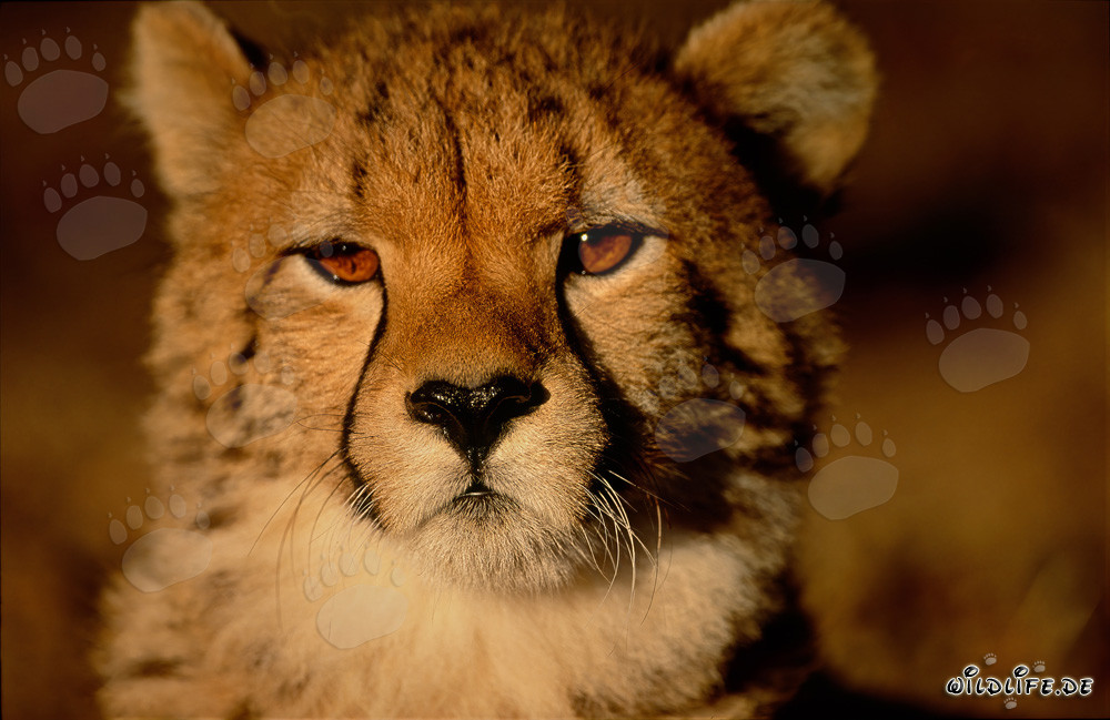 Jeune, curieux et rapide : Le guépard en Afrique