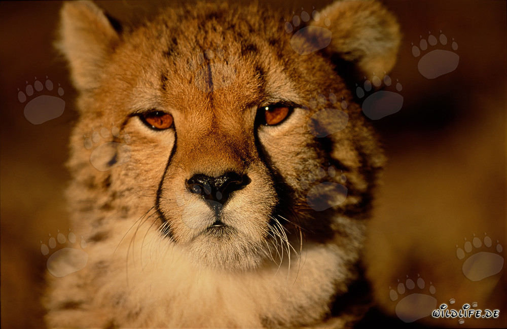 Young, Curious, and Fast: The Cheetah in Africa