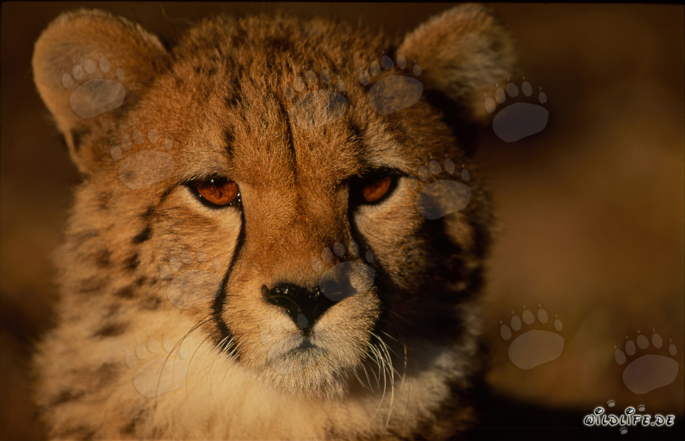 Jeune guépard fascinant au Hoedspruit Research & Breeding Centre