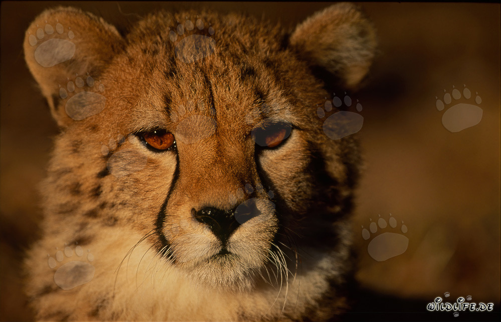 Faszinierender junger Gepard im Hoedspruit Research & Breeding Centre