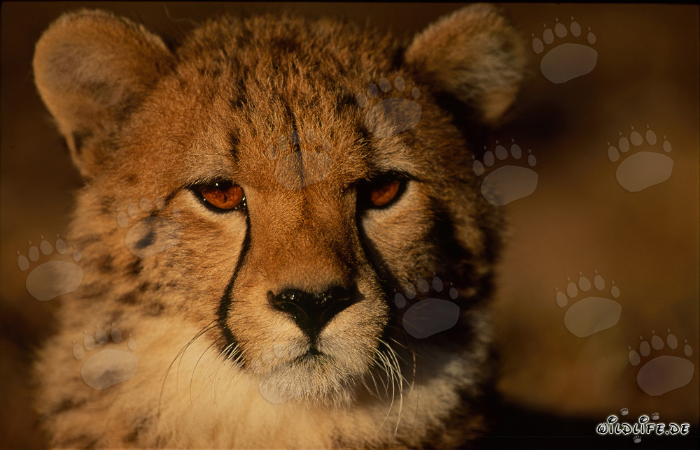 Fascinating young cheetah at Hoedspruit Research & Breeding Centre