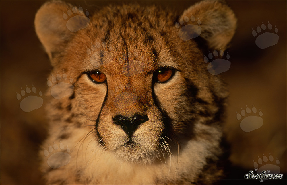 Jeune guépard observant son environnement