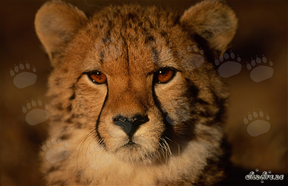 Young cheetah cub observing its surroundings