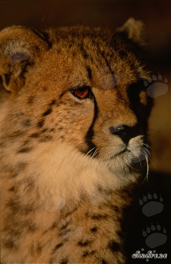 Jeune guépard attend avec impatience au lever du soleil