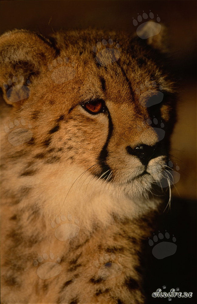 Young female cheetah eagerly awaits sunrise