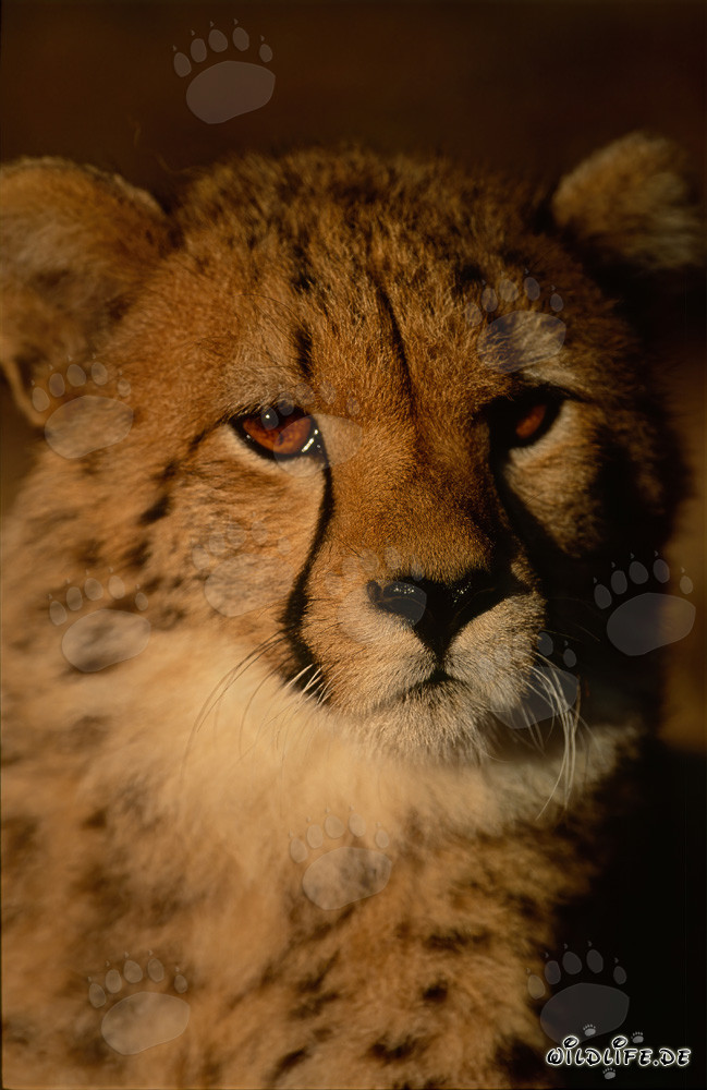Les yeux brillants du jeune guépard dans la douce lumière du matin