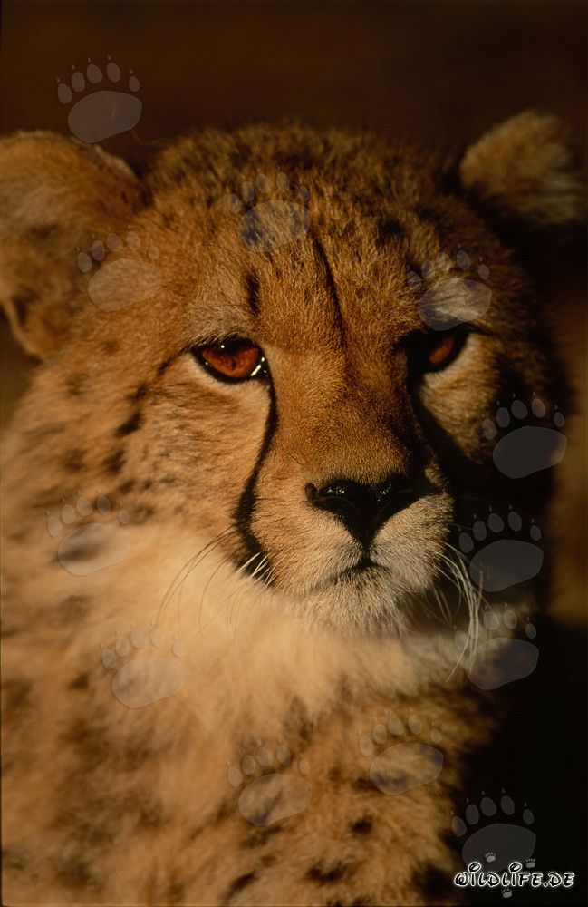 The glowing eyes of the young cheetah in the warm morning light