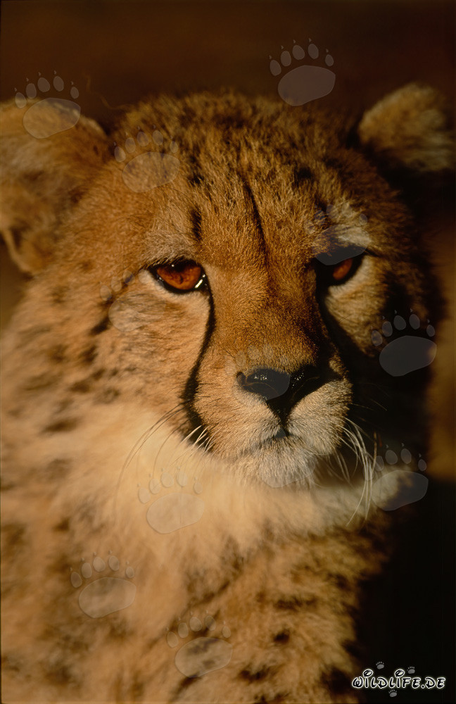 Jeune guépard fasciné observant curieusement son environnement