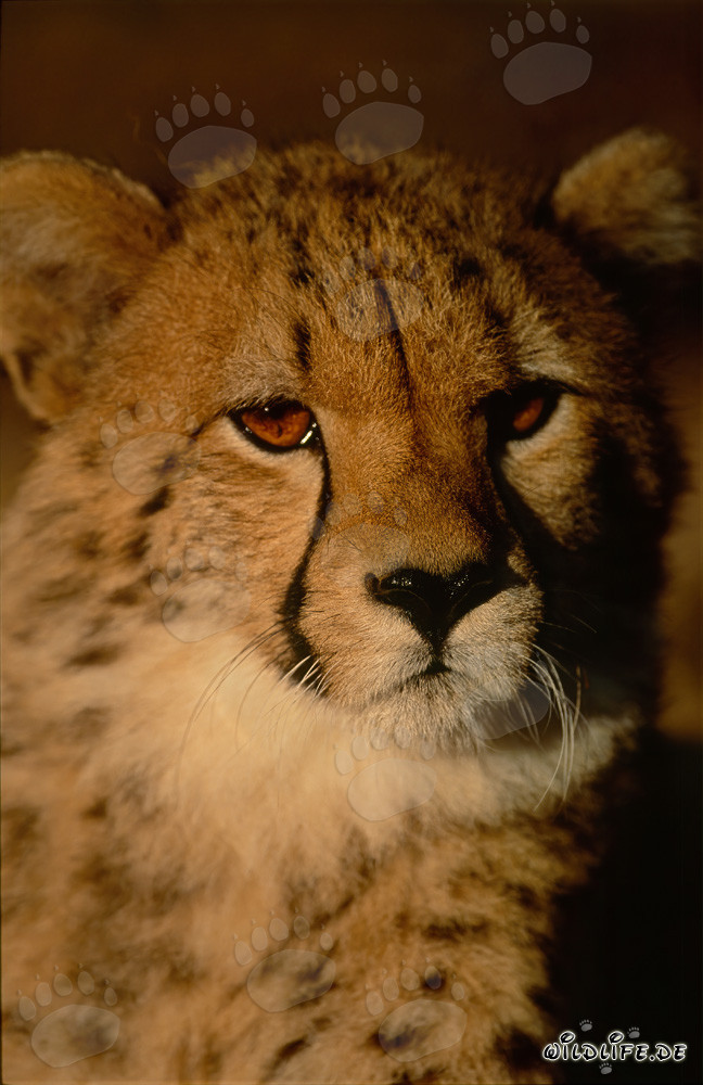 Faszinierter junger Gepard beobachtet neugierig die Umgebung