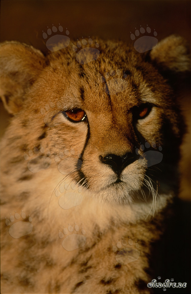 Fascinated young Cheetah curiously observes the surroundings