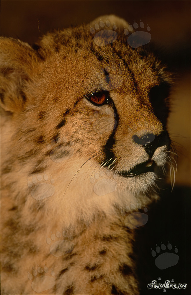 Jeune guépard curieux explore son environnement