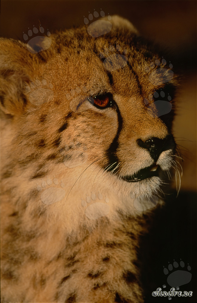 Joven leopardo curioso explora su entorno