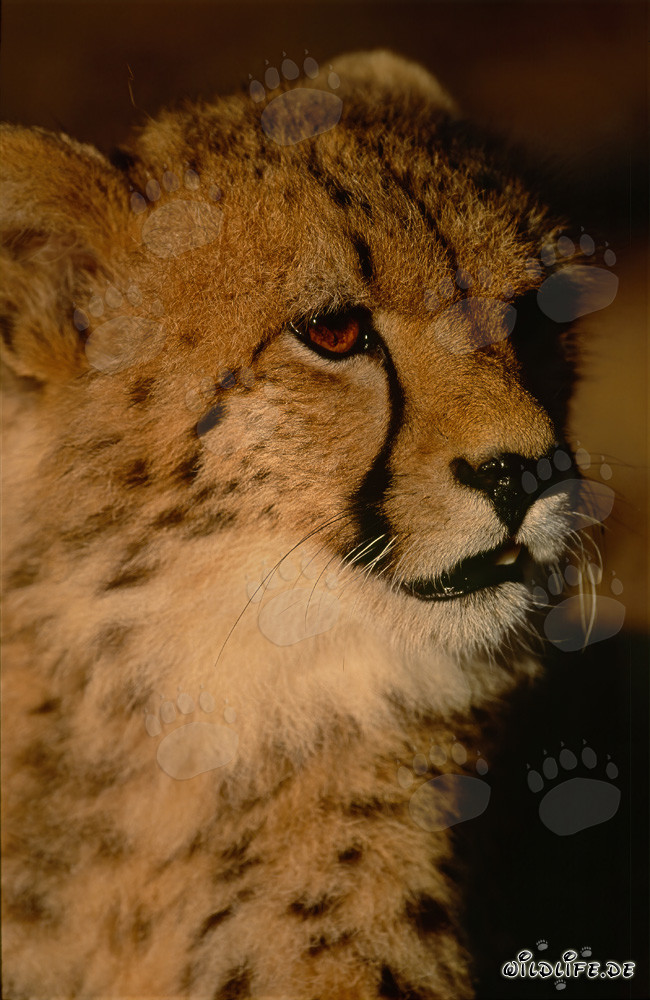 Neugieriger junger Gepard erkundet seine Umgebung