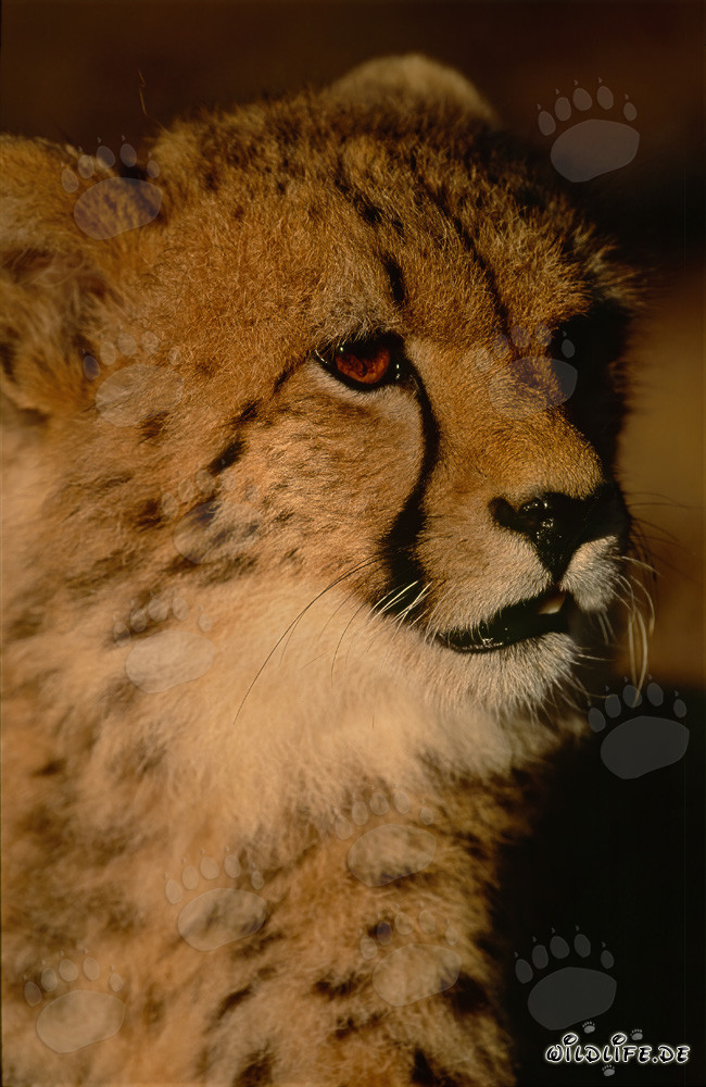 Curious young cheetah exploring its surroundings