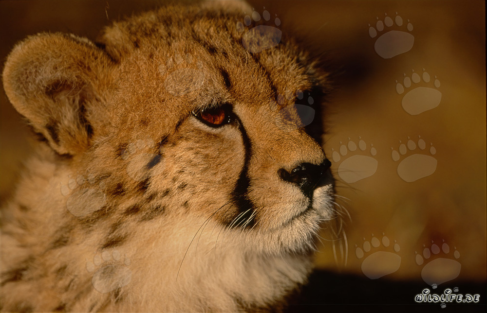 Portrait d'un jeune guépard en captivité