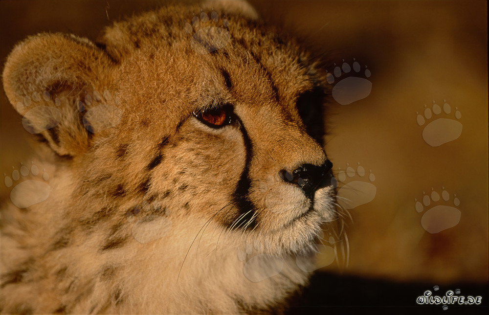 Portrait of a young cheetah in captivity