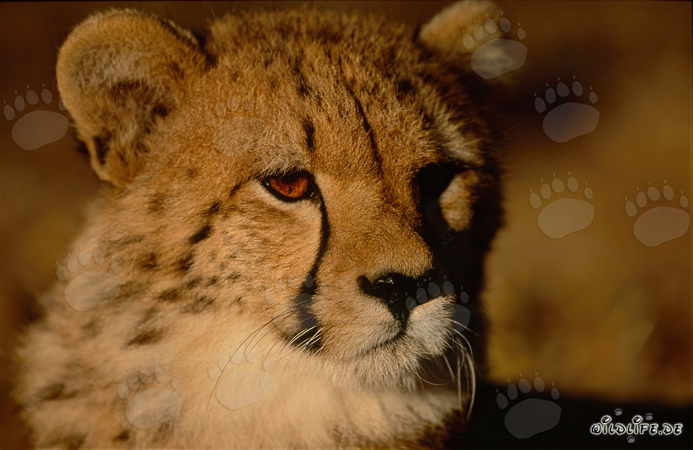 Portrait rapproché d'un jeune guépard curieux
