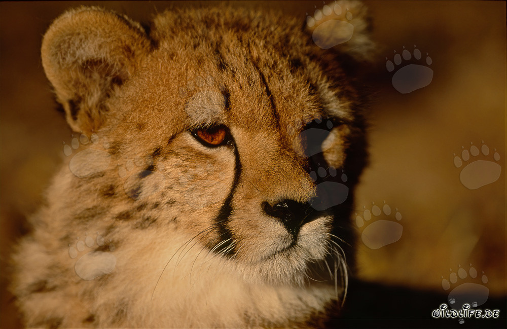 Close-up of a curious young cheetah