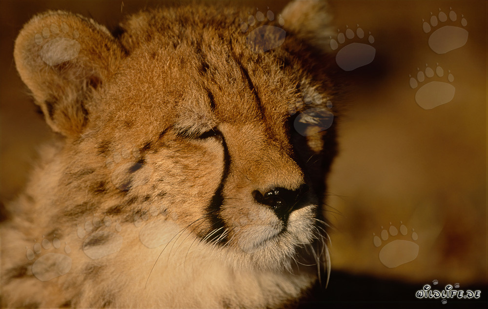 Portrait d'un jeune guépard