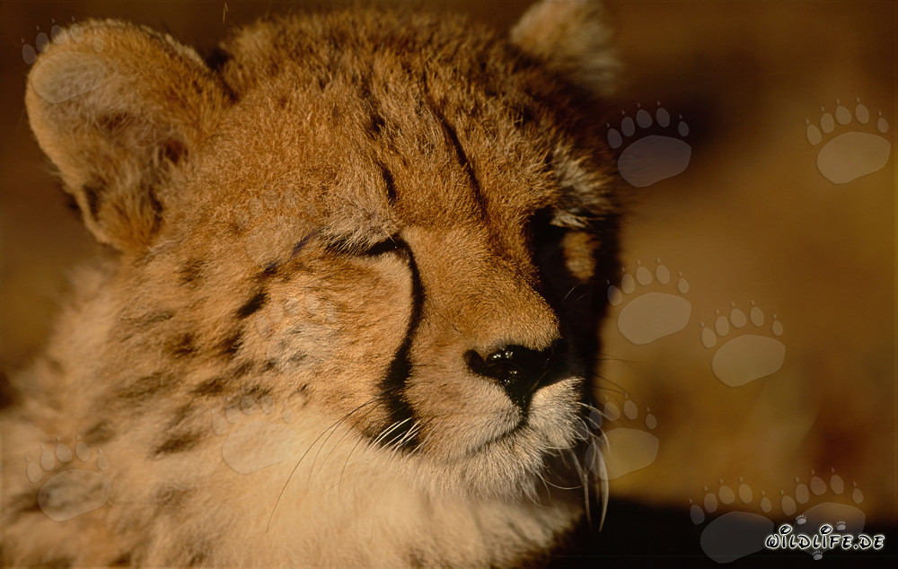 Portrait of a young cheetah