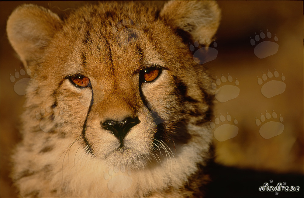 Giovane ghepardo - Contatto visivo affascinante con un predatore maestoso