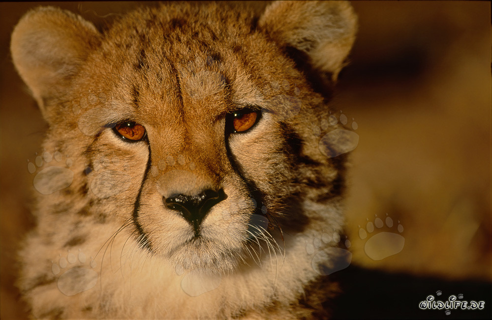 Jeune guépard - Regard fascinant sur un prédateur majestueux
