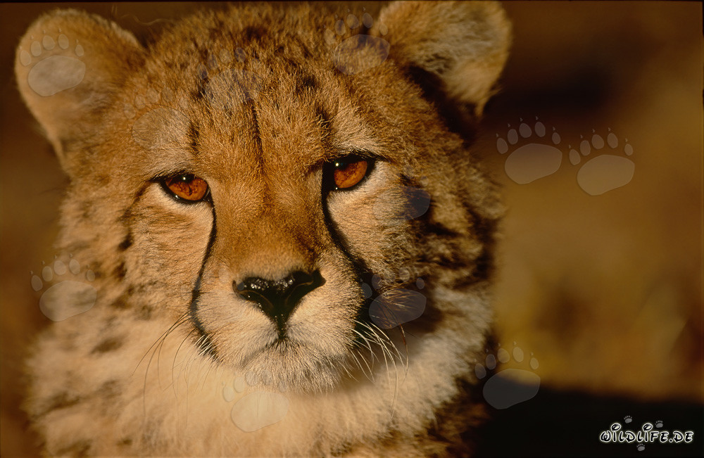 Junger Gepard - Faszinierender Blickkontakt mit einem majestätischen Raubtier