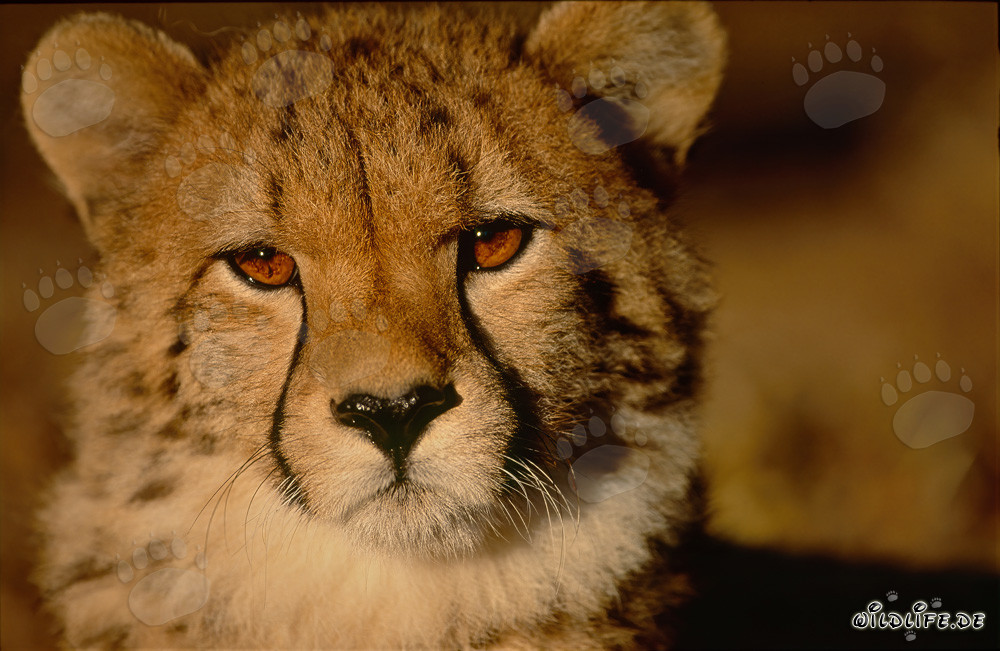 Young Cheetah - Captivating Eye Contact with a Majestic Predator