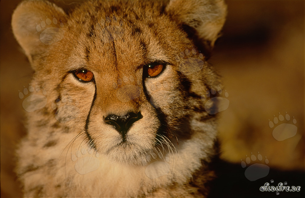 Portrait fascinant d'un jeune guépard