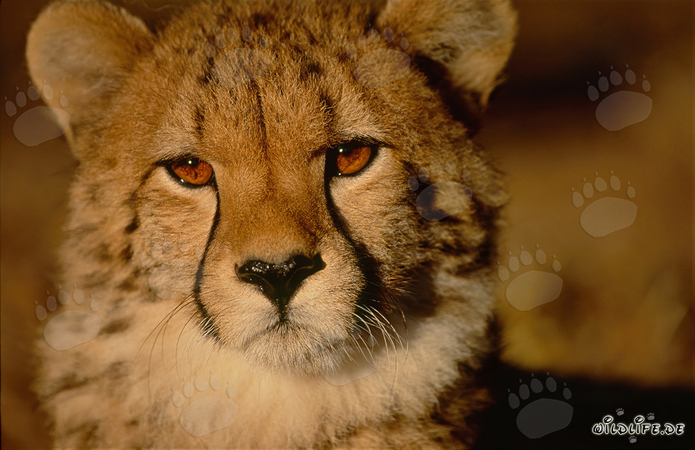 Impressive portrait of a young cheetah