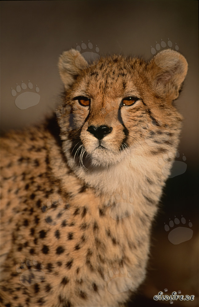 Jeune guépard en captivité humaine
