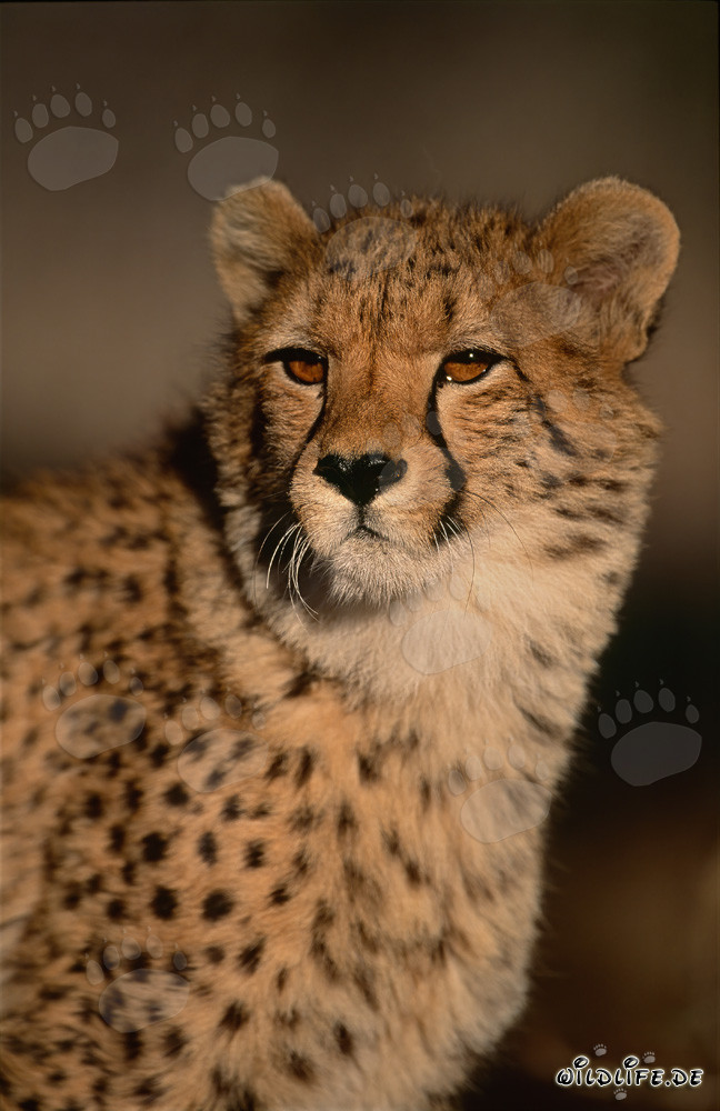 Young Cheetah in Captivity