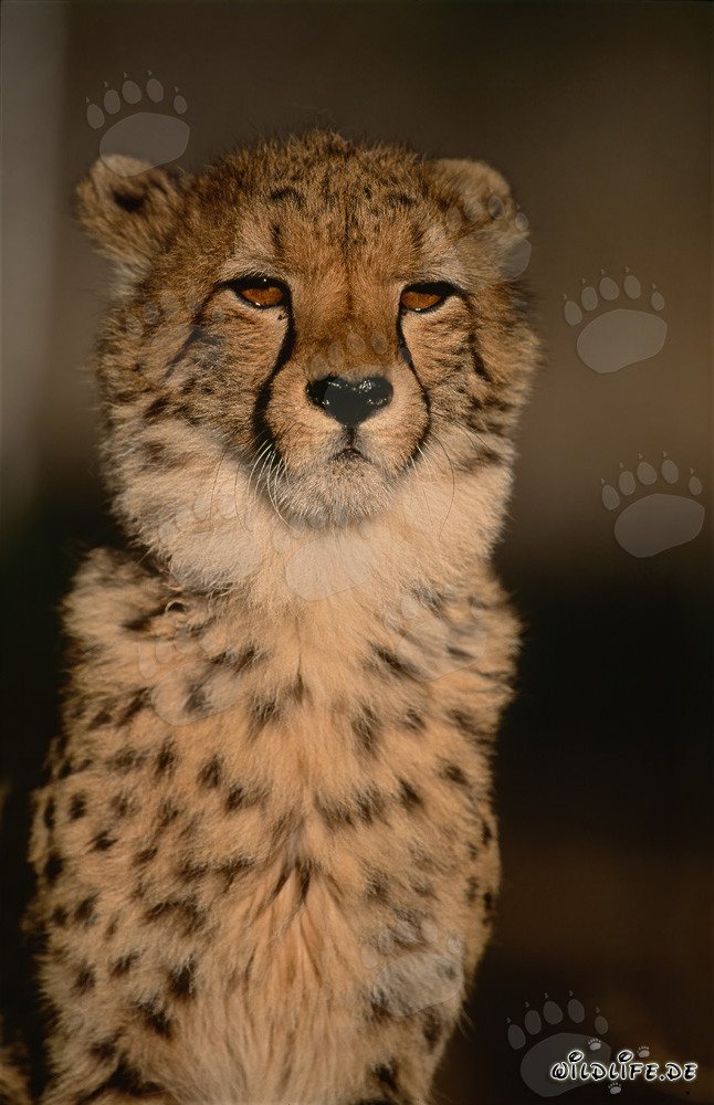Beeindruckendes Porträt eines Geparden (Acinonyx jubatus)
