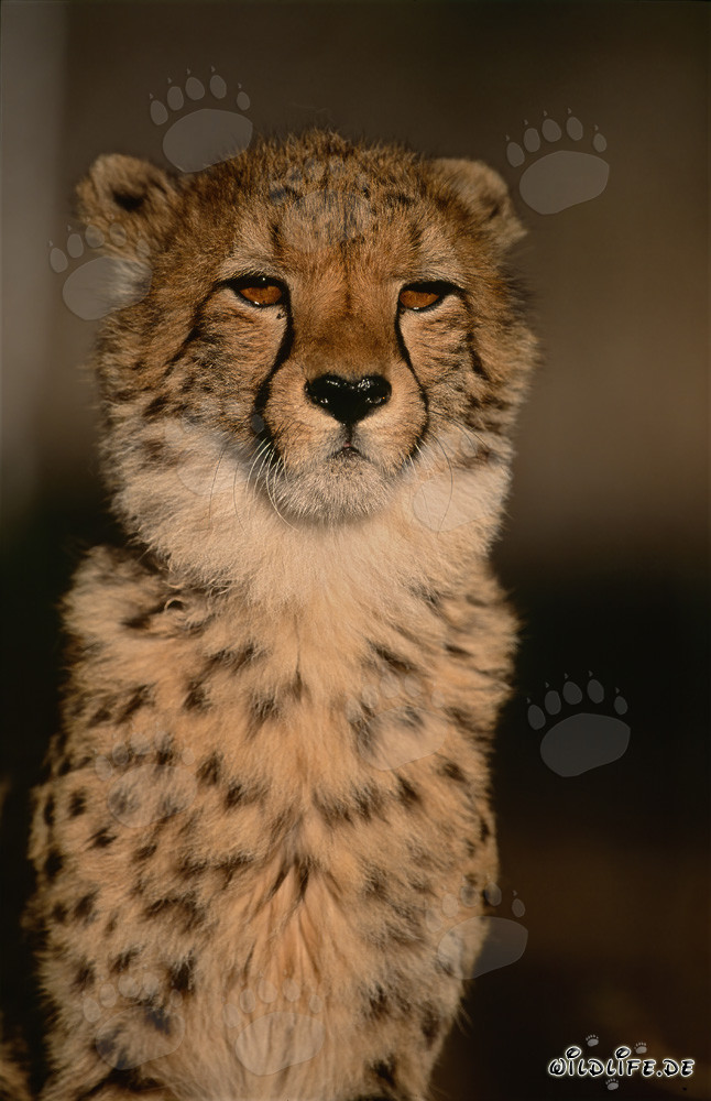 Impressive Portrait of a Cheetah (Acinonyx jubatus)