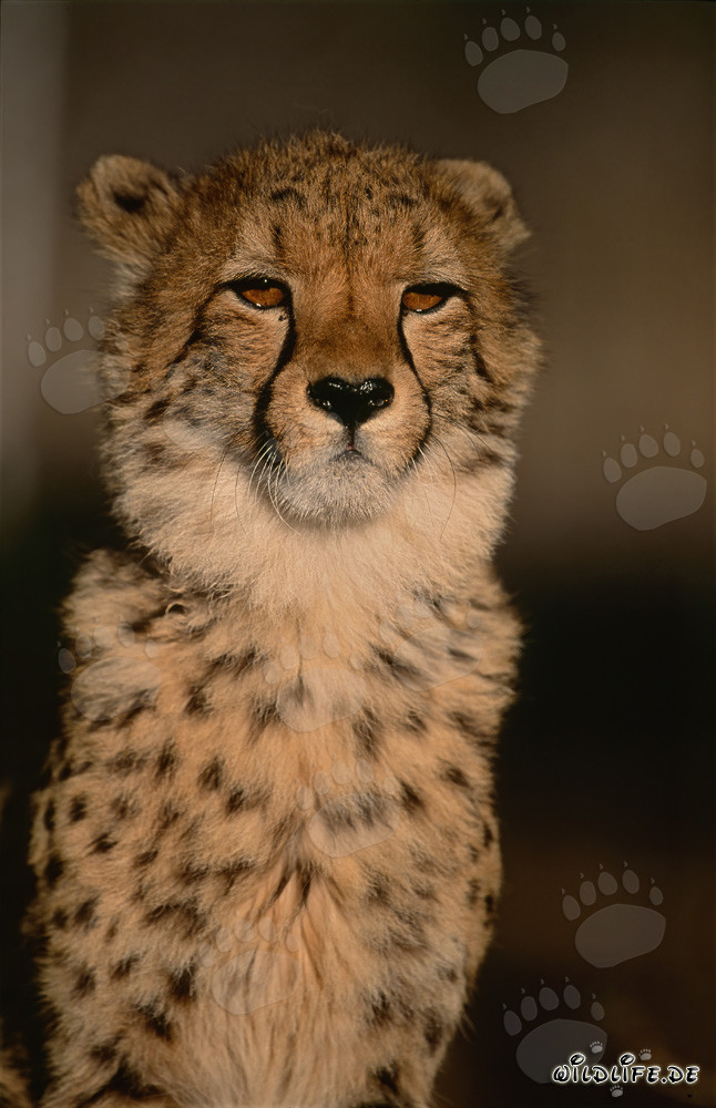 Portrait impressionnant d'un guépard (Acinonyx jubatus)