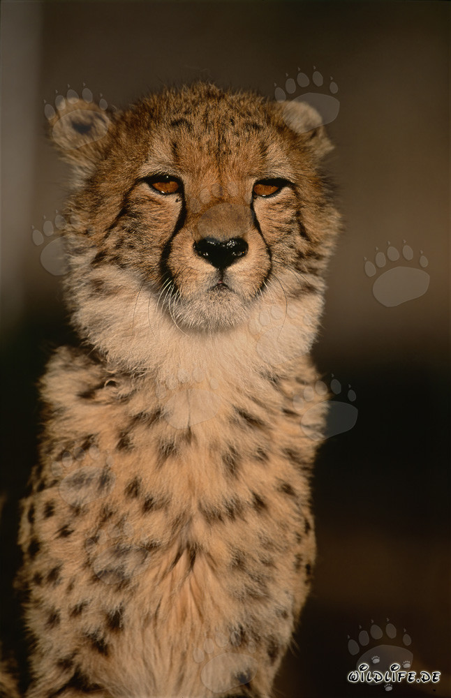 Retrato impresionante de un guepardo (Acinonyx jubatus)