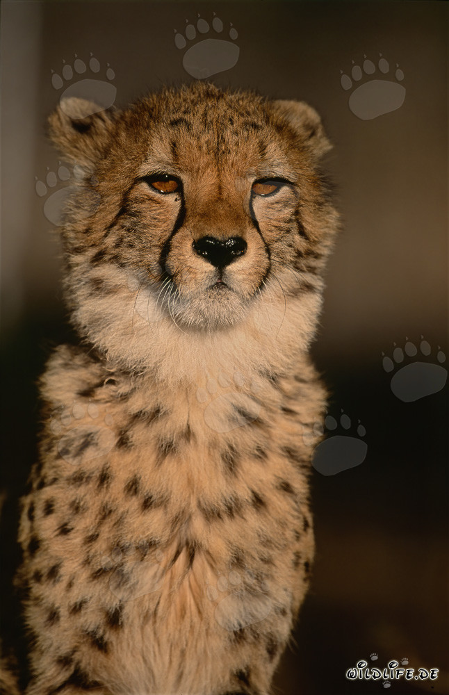 Ritratto impressionante di un ghepardo (Acinonyx jubatus)