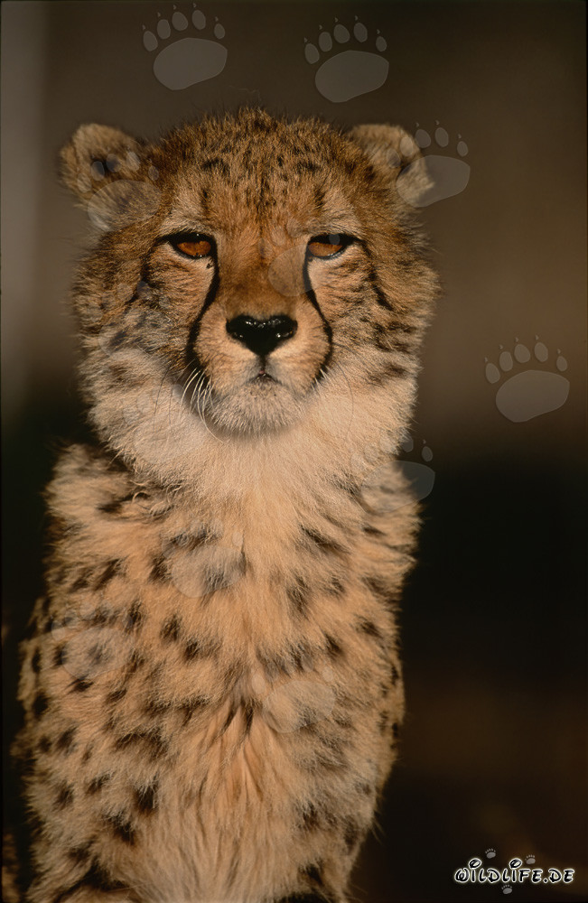 Elegant Cheetah - Majestic Animal Portrait in the Wild