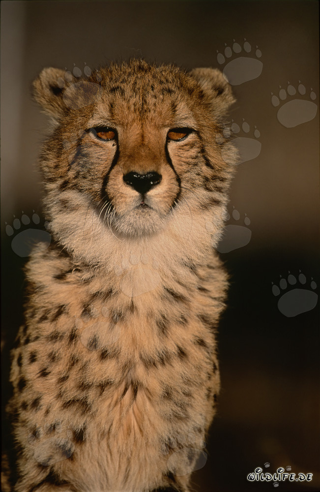 Guépard élégant - Portrait majestueux de l'animal dans la nature