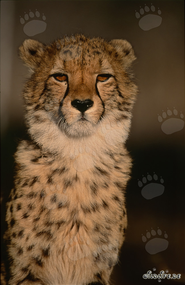 Elegante Ghepardo - Ritratto maestoso dell'animale nella natura