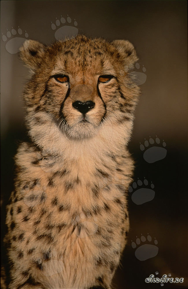 Eleganter Gepard - Majestätisches Tierportrait in der Natur